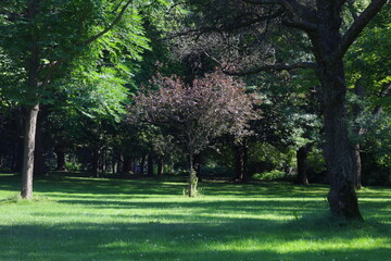 Fototapeta na wymiar single shining red tree in green park