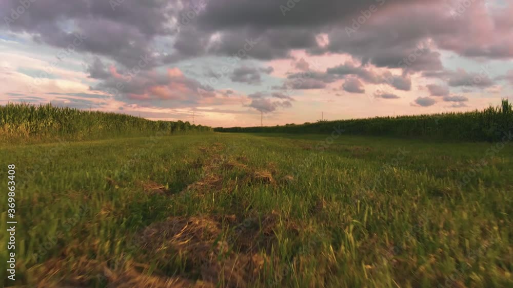 Poster flying low across the grass. a sunset in the sky. a view passing through the corn and crop fields of