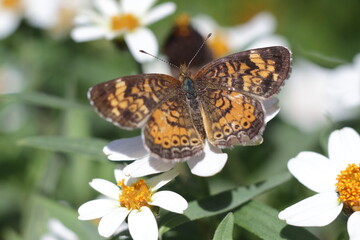 yellow and brown moth with white flower