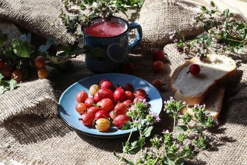 A mug of mors and ripe gooseberries on a sackcloth with oregano flowers, rays of the sun, the shadow of objects © MARYIA