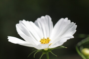 Fototapeta premium white flower with yellow middle