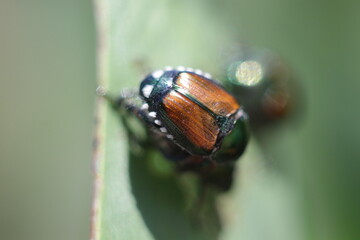 green beetles on the leaf
