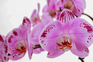 Field of purple orchid flowers isolated