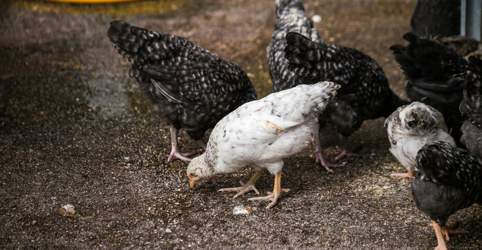 hens coks little chickens in a farm