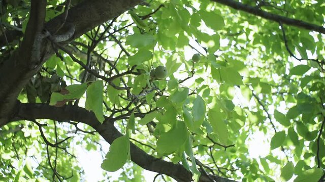 Green walnut brunch with fruits. on the branch. Walnut tree.
