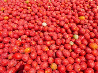 Fresh picked Red Tomatoes, background image.