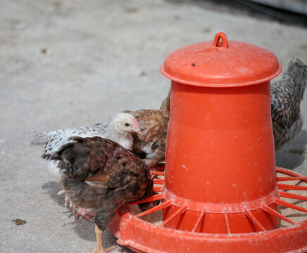hens coks little chickens in a farm
