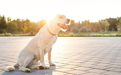 Cute lonely mixed breed dog sitting in the park in the sunset