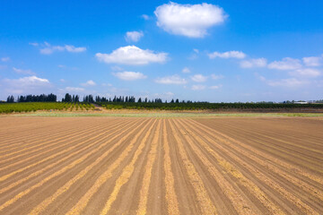 Rows of dry Almonds ready for picking, with blue cloudy sky in the background.
