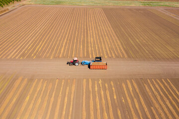 Fototapeta premium Almond picker harvester discharging post dry picked Almonds into a parked trailer, Aerial view.