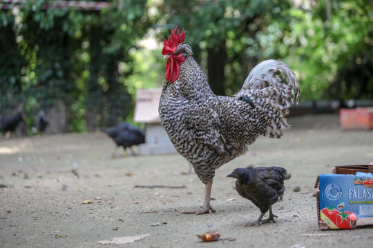 hens coks little chickens in a farm