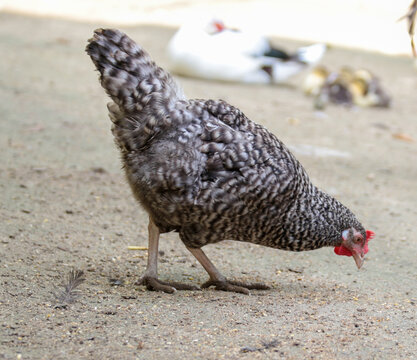 hens coks little chickens in a farm