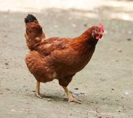 hens coks little chickens in a farm