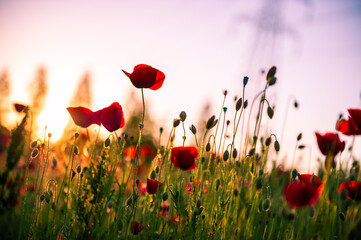 poppy flower