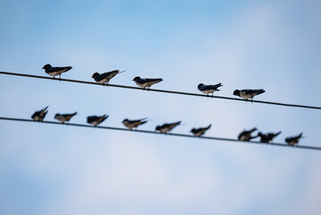 A flock of Baya Weaver birds sitting on an electric power wire line in Ameenpur Lake,Hyderabad,India.