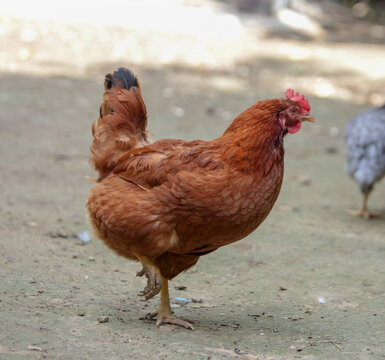 hens coks little chickens in a farm