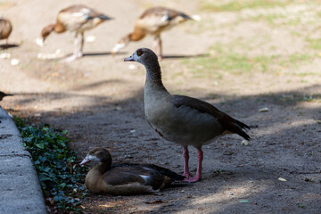 Young egyptian goose near to the water
