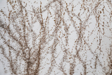 白い壁についたツタの跡
