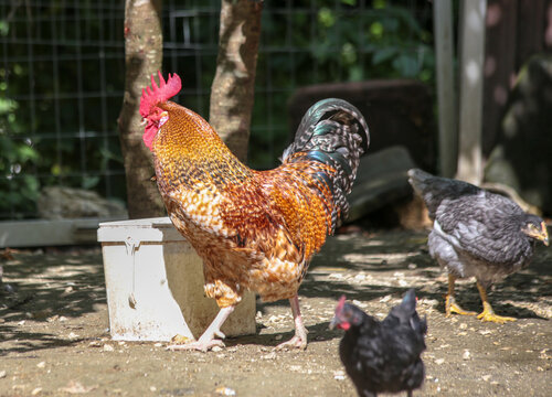 hens coks little chickens in a farm