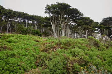 Grove of Monterey Pines on the California Coast