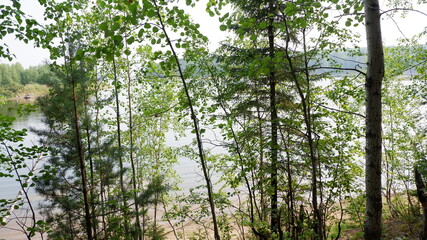 trees in the forest