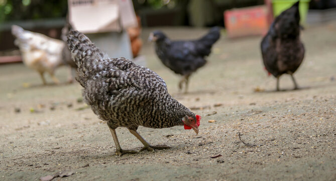 hens coks little chickens in a farm