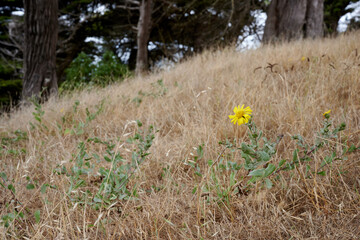 Yellow flower in the grass on the coastline