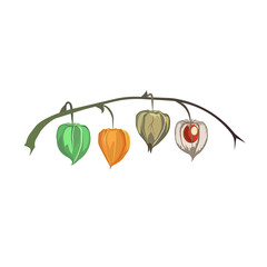Obraz premium Periods of Physalis or Ground Cherry from green to decline on white isolated background, vector illustration for making prints, posters, logos or using as an element of design for Nature topic.