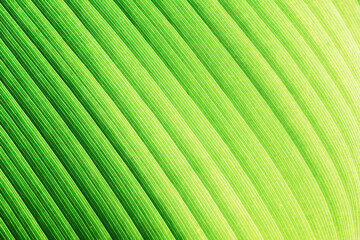 Palm tree leaf texture. Green natural leaf pattern background. Holiday in Thailand exotic texture for graphic design.