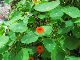 nasturtium is blooming on the rocks in summer