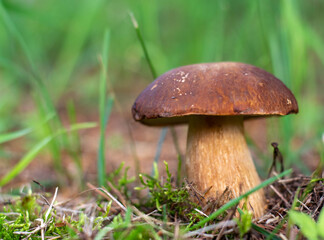 Mushroom boletus edilus. Popular white Boletus mushrooms in forest.