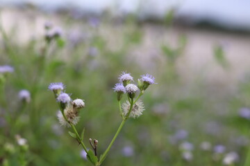 wild flowers in the field