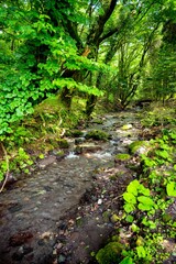 Fototapeta premium 猪の瀬戸高原