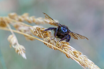 European carpenter bee front view. Xylocopa violacea. Province of León, Spain.