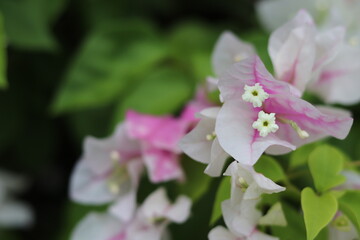 close up of pink flower