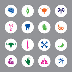 Human Body Parts Infographic Round design Icon Sets For Web, App And Design.