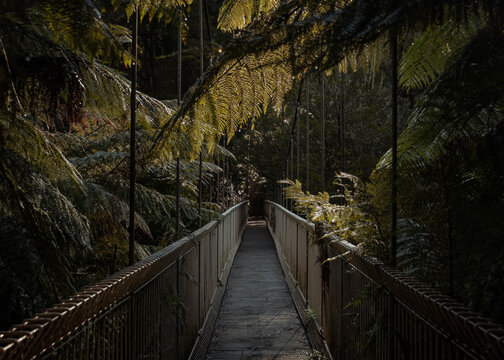 Suspension bridge nested in the rainforest with vegetation all around