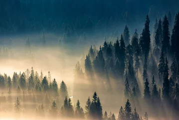 Fototapete Wald im Nebel Nebel im Wald. Fichten im Tal voller glühender Nebel. fantastische Naturlandschaft in den Bergen bei Sonnenaufgang. Sicht von oben