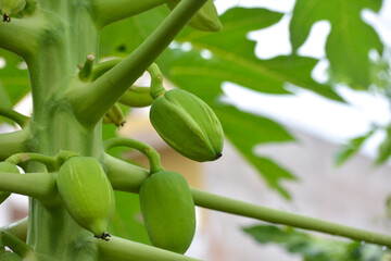 Fototapeta na wymiar Small papaya on the tree in the garden