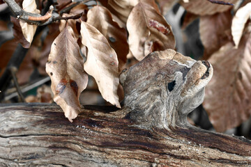 Naklejka premium Autumn leaves close up in denmark Scandinavia