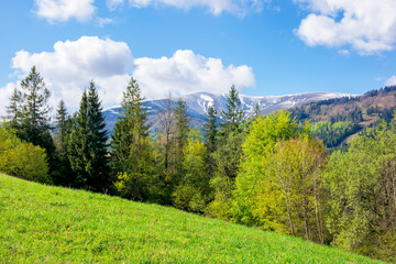 Fototapeta na wymiar forest in a mountain landscape. trees on the grassy hill of the beautiful scenery. wonderful sunny nature background. distant peak in snow