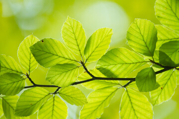 Fototapeta na wymiar Green leaves close up in denmark Scandinavia