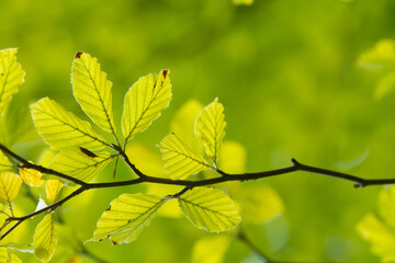 Green leaves close up in denmark Scandinavia