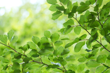 Green leaves close up in denmark Scandinavia