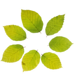 Green leaves close up in denmark Scandinavia