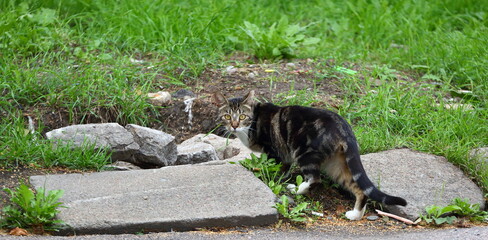 A grey cat walks by the concrete rubble in the green grass