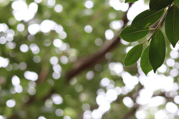 green leaves on a branch