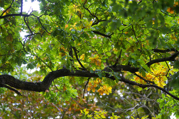 Autumn leaves close up in denmark Scandinavia