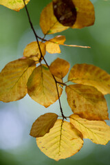 Autumn leaves close up in denmark Scandinavia