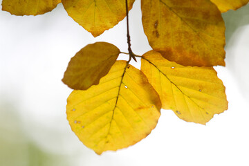 Autumn leaves close up in denmark Scandinavia
